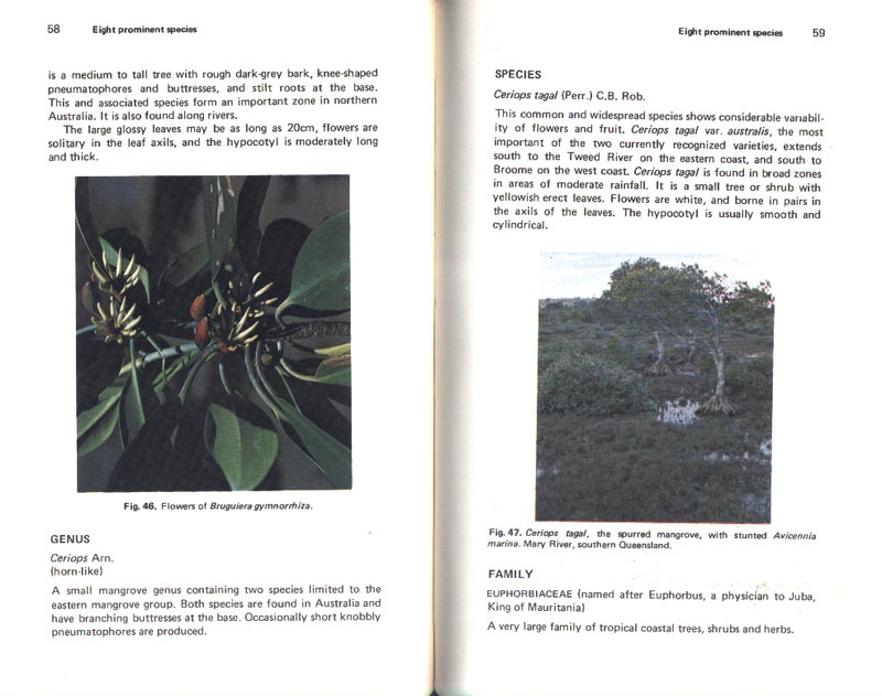 Mangroves of Australia - aus dem Buch